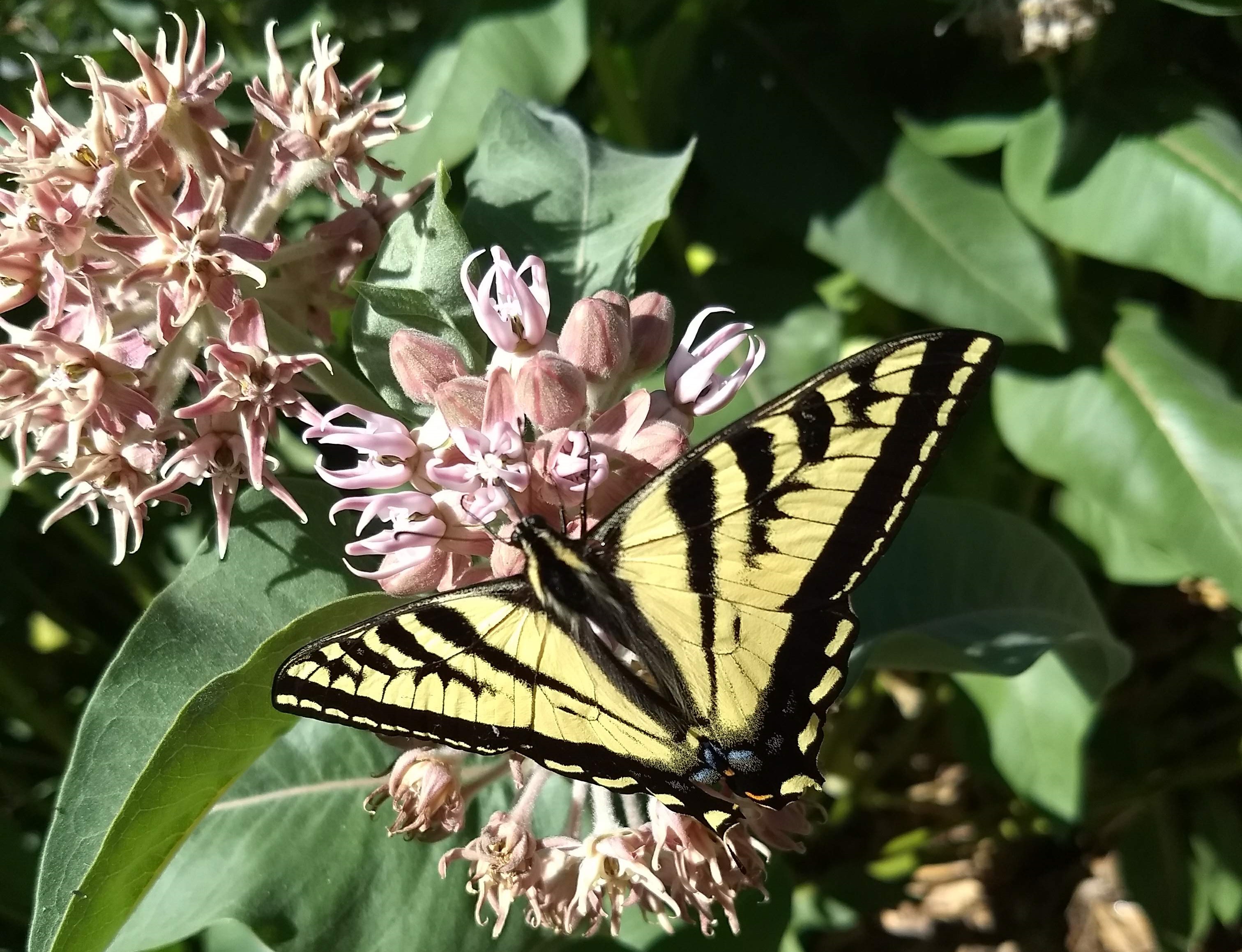 Swallowtail on Milkweed